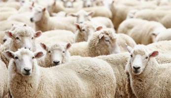 بطاقة رقم قومي سارية وفيزا بنكية.. شروط حجز أضاحي العيد من منافذ الزراعة