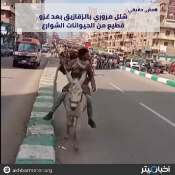شلل مروري بالزقازيق بعد غزو قطيع من الحيوانات الشوارع