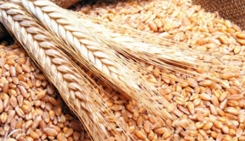 مصدر حكومي: استيراد 3.6 مليون طن قمح خلال 4 أشهر