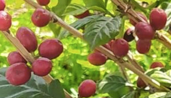 نجاح أول تجربة لزراعة البن مع المانجو في الإسماعيلية.. الشجرة بتكسب 5 آلاف
