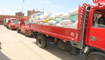توريد 30 ألفاً و600 طن قمح حتى الآن لصوامع وشون الجيزة