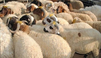 مصدر بالزراعة: استيراد مواشي من كولومبيا والبرازيل وجيبوتي لضبط الأسعار خلال عيد الأضحى