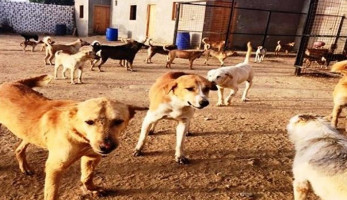 محافظ أسوان يعلن عن 100 جنيه مكافأة عن كل كلب ضال يتم تسليمه لشلاتر الإيواء الوسيطة بالعلاقي