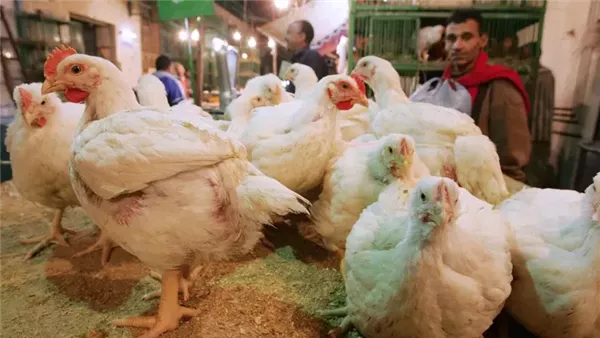 فرخة بتاكل قليل، توقعات بانخفاض أسعار الدواجن بعد إنتاج سلالة مصرية جديدة