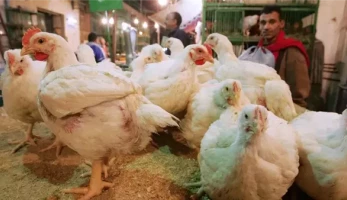 فرخة بتاكل قليل، توقعات بانخفاض أسعار الدواجن بعد إنتاج سلالة مصرية جديدة