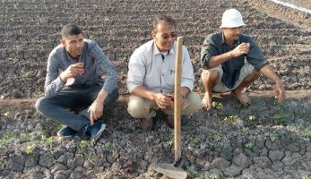 زراعة 1500 فدان بمحصول القطن بغيطان منشأة أبو عمر فى الشرقية