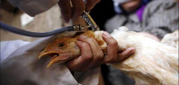 مصدر بـ«الزراعة»: اكتشاف 33 بؤرة بإنفلونزا الطيور خلال 2023