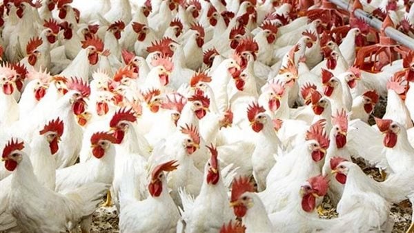 بعد الإفراج عن الأعلاف .. هزة قوية فى أسعار الدواجن