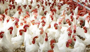بعد الإفراج عن الأعلاف .. هزة قوية فى أسعار الدواجن