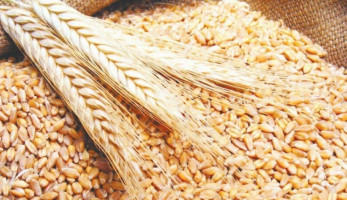 مصادر: «التموين» تتسلم 145 ألف طن قمح روسي اليوم