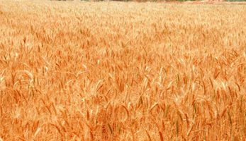 توريد 41 ألفاً و900 طن قمح حتى الآن لصوامع وشون الجيزة