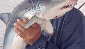 لا يمثل خطورة.. «علوم البحار» تكشف تفاصيل ظهور القرش بالإسكندرية