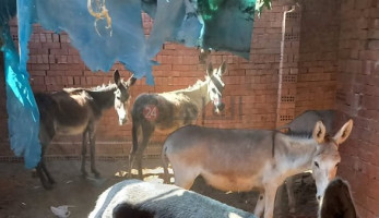 مصدر: 19 حمارا موجودا داخل المكان المضبوط والمخصص لسلخ الحمير بالمنوفية | صور