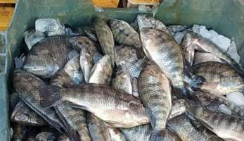 أسعار الأسماك في الأسواق المصرية اليوم السبت.. مستقرة لوفرة المعروض