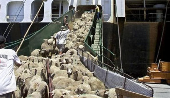 مصدر بالزراعة: ألمانيا تحظر تصدير المواشي إلى مصر بسبب انتهاك حقوق الحيوان
