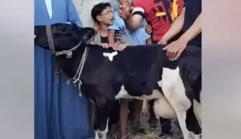 البيطريين: الفيديو المتداول حول البقرة المعجزة خزعبلات.. وهي مريضة تخضع للعلاج