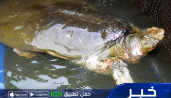 سلاحف "يانغتسي" مهددة بالانقراض بعد نفوق آخر أنثى في العاصمة الفيتنامية هانوي