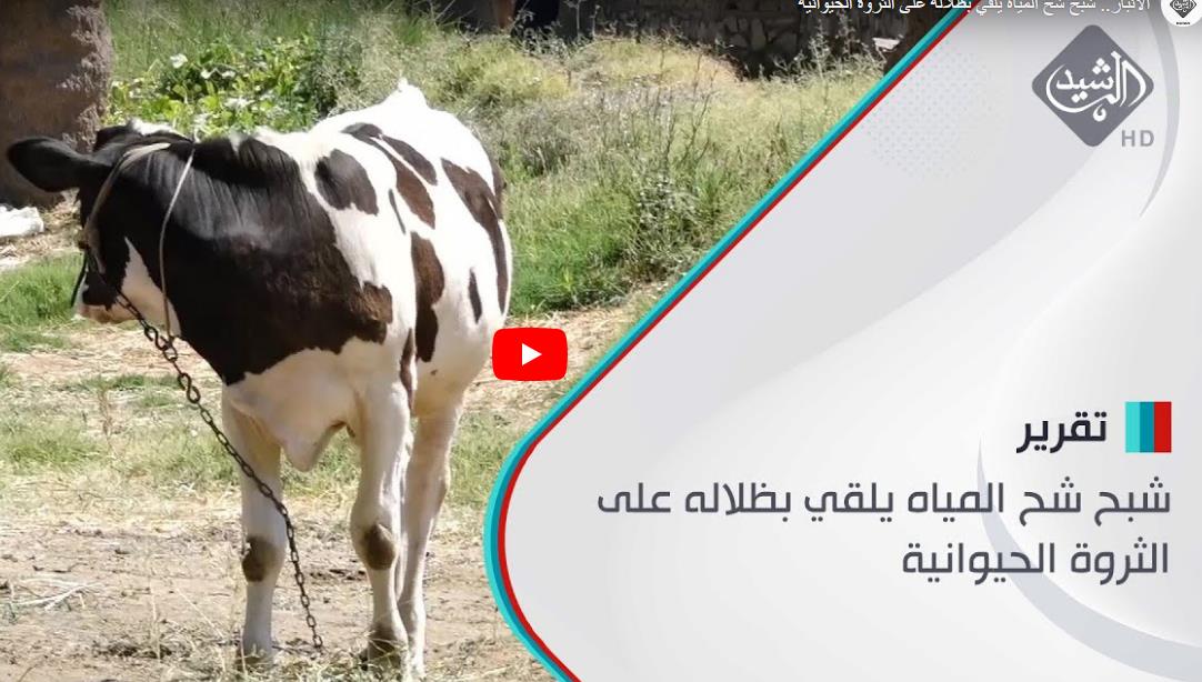 الانبار.. شبح شح المياه يلقي بظلاله على الثروة الحيوانية