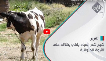 الانبار.. شبح شح المياه يلقي بظلاله على الثروة الحيوانية