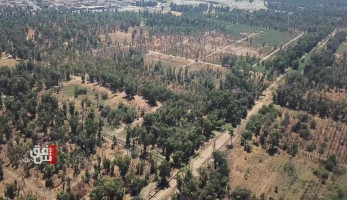 مسير شائك أمام العراق في طريق الـ11 مليار شجرة