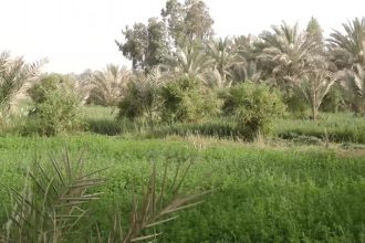 طريق كربلاء بغداد: متنفذون يحاولون الاستحواذ على مئات الدونمات من الاراضي الزراعية